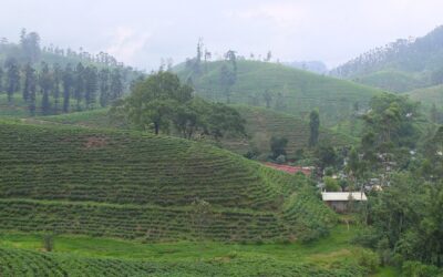 Haarlem Tea Company: Tea for change